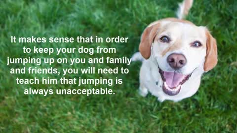 Secrets To Dog Training: Stop Your Dog's Behavior Problems!