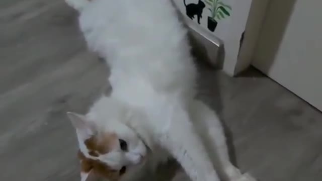 Cute cat is waking up from his nap when his owner caught it on camera