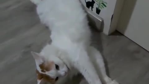 Cute cat is waking up from his nap when his owner caught it on camera