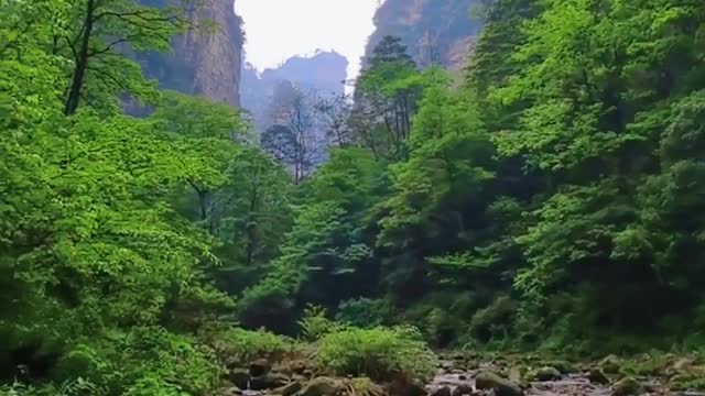Sight of forest in Asia