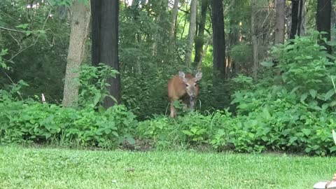 07-06-2022 Mama deer attracted by the drumming from Standing Buffalo and CeCe