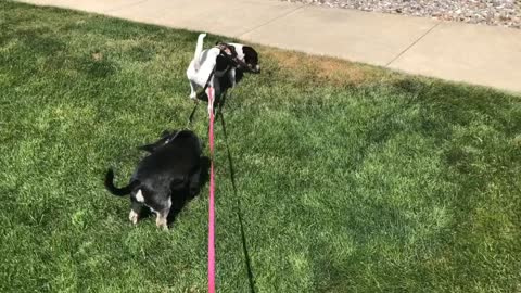 Leash Splitter