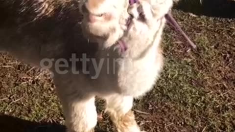 Close up portrait of a cute alpaca trying to eat a carrot