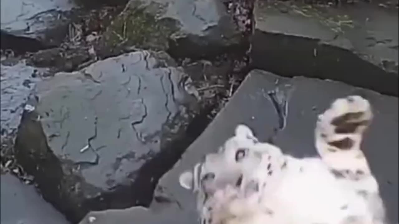 Big cat freaked out on a cctv