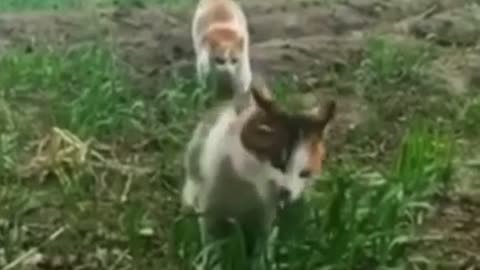 Cat sneaks up on another cat