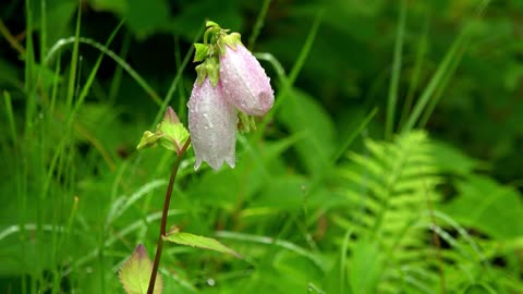 Unnamed flowers in the forest