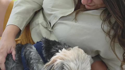 Close Up Video of a Woman Petting a Pet