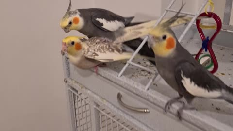 Cockatiels Mating (plus cheer leader)