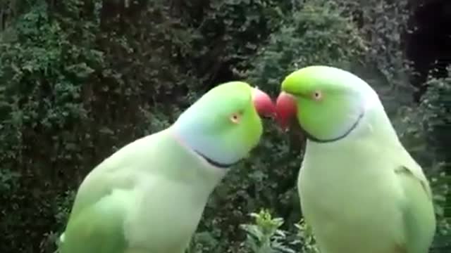 Two Parrots Speaking Parrots' Language.