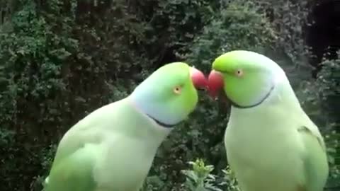 Two Parrots Speaking Parrots' Language.