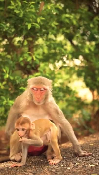 Summary of the best videos about Baby monkey Bon Bon