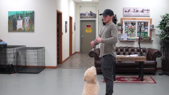 how to train dog to walk beside you