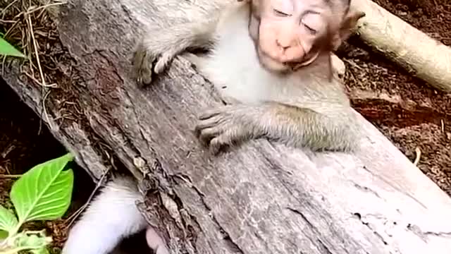 Smart dog saves a monkey that is trapped