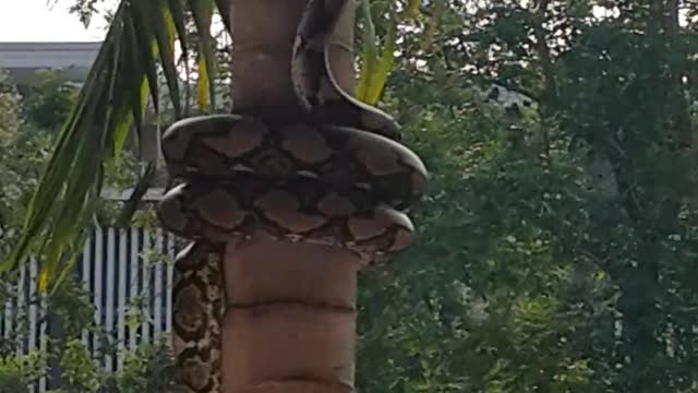 Snake Coils its Way up a Tree