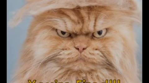 Cat funny hairstyle video 🤣