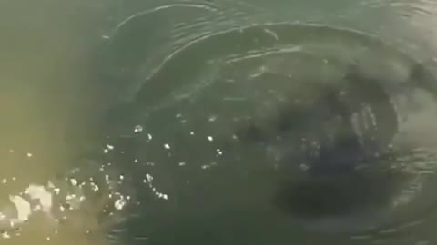 This is a beautiful and charming water-dwelling species