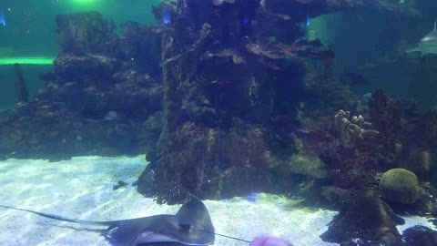 Sharks and Mantarays in aquarium at an Arizona restaurant.