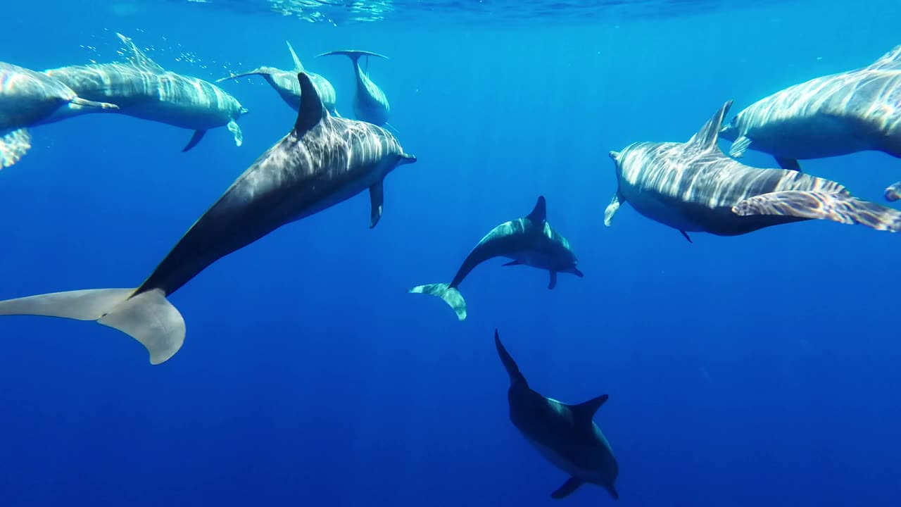 Underwater footage of dolphins swimming in the ocean