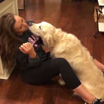 Sweet Golden Retriever Just Wants To Cuddle