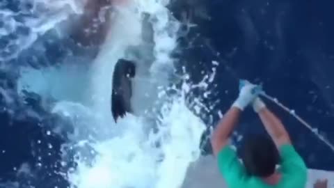 Shark Steals Catch