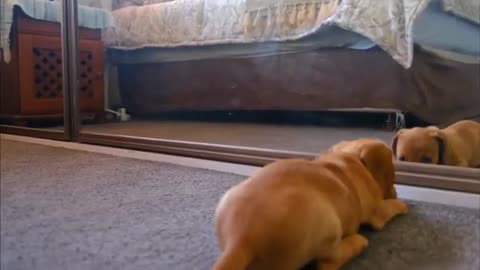 Cute Puppy Fighting With His Own Reflection