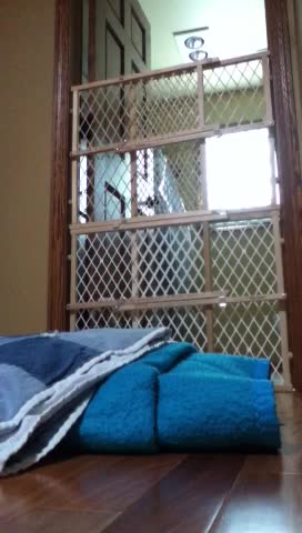 Dog Climbs Baby Gates To Escape