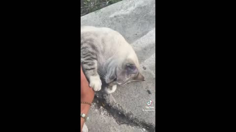 Funny cats compilation 2022 - part 1