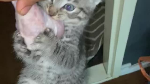 FUNNY CAT VIDEO THE FIRTS TIME HÉ EAT CHICKEN