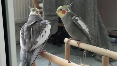 Parrot mirror