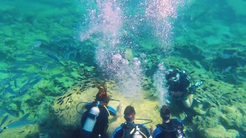 Divers meeting on the seabed and surrounded by hundreds of fish