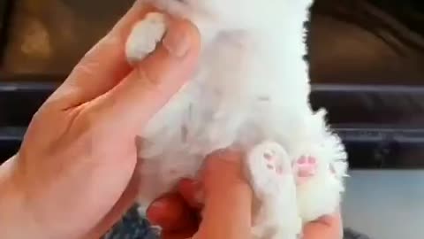 little thing but beautiful my god