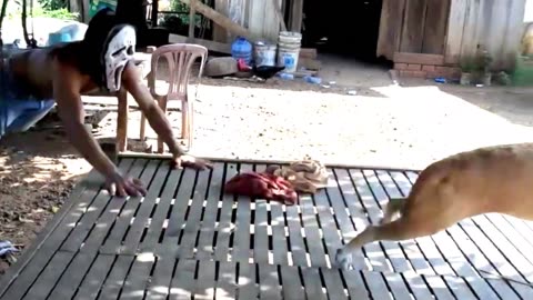 Fake Zombie and Fake Loin Prank to dog Funny Prank Videos!