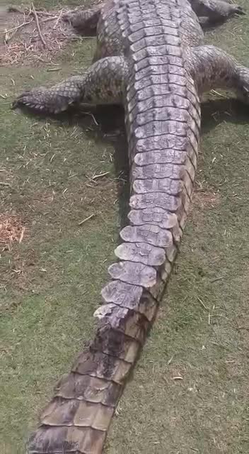 The savage hunter of the Nile crocodiles...