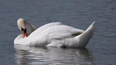 Swan