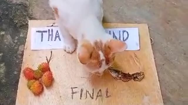 Indonesia vs thailand 2-2