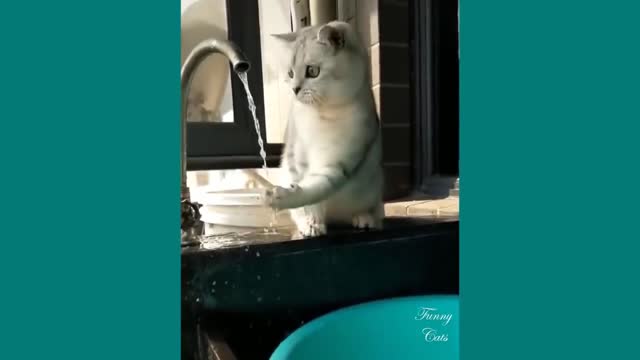 Funniest Cats Video | Don't try to stop laughing 🤣 | Rumble Funniest Videos