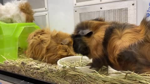 Fanny And Cute Guinea Pig Videos