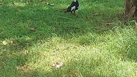 Magpie aussie