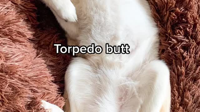 Ultimate Baby Dogs - Cute and Funny Dog Videos Compilation #Shorts