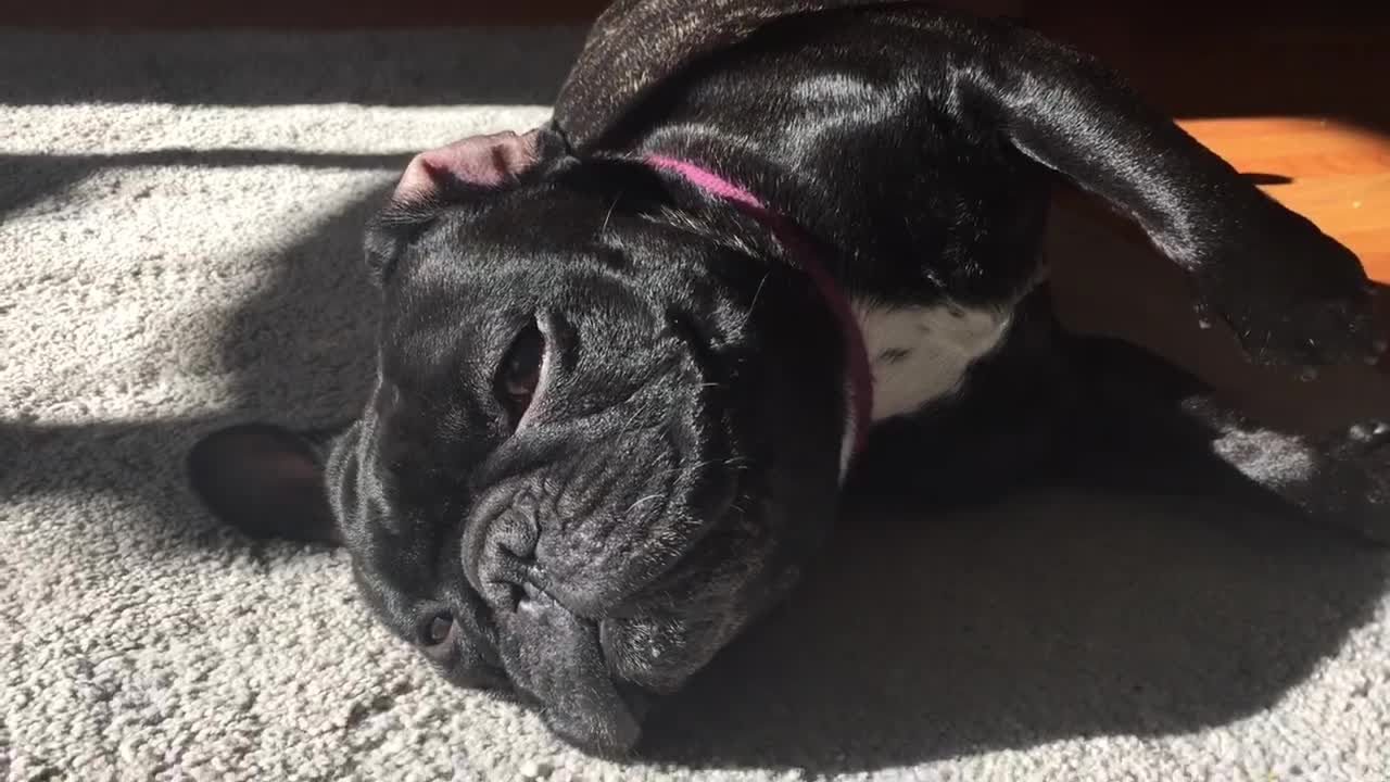 Dog Rolls Over And Farts Over and Over!