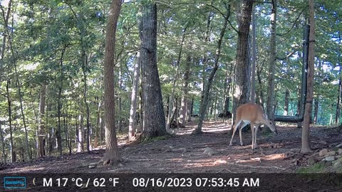 The Woods – 08/16/2023