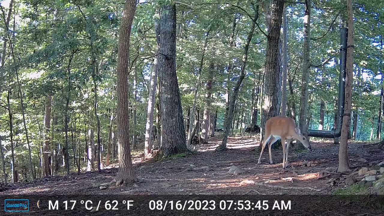 The Woods – 08/16/2023