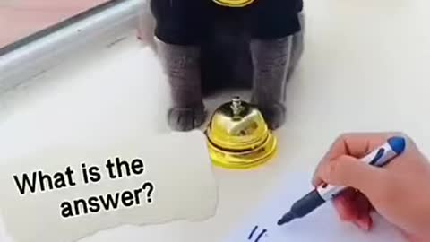 Serious Funny black cat, funny cats, funny cat videos