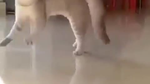 Funny Cat, funny pet