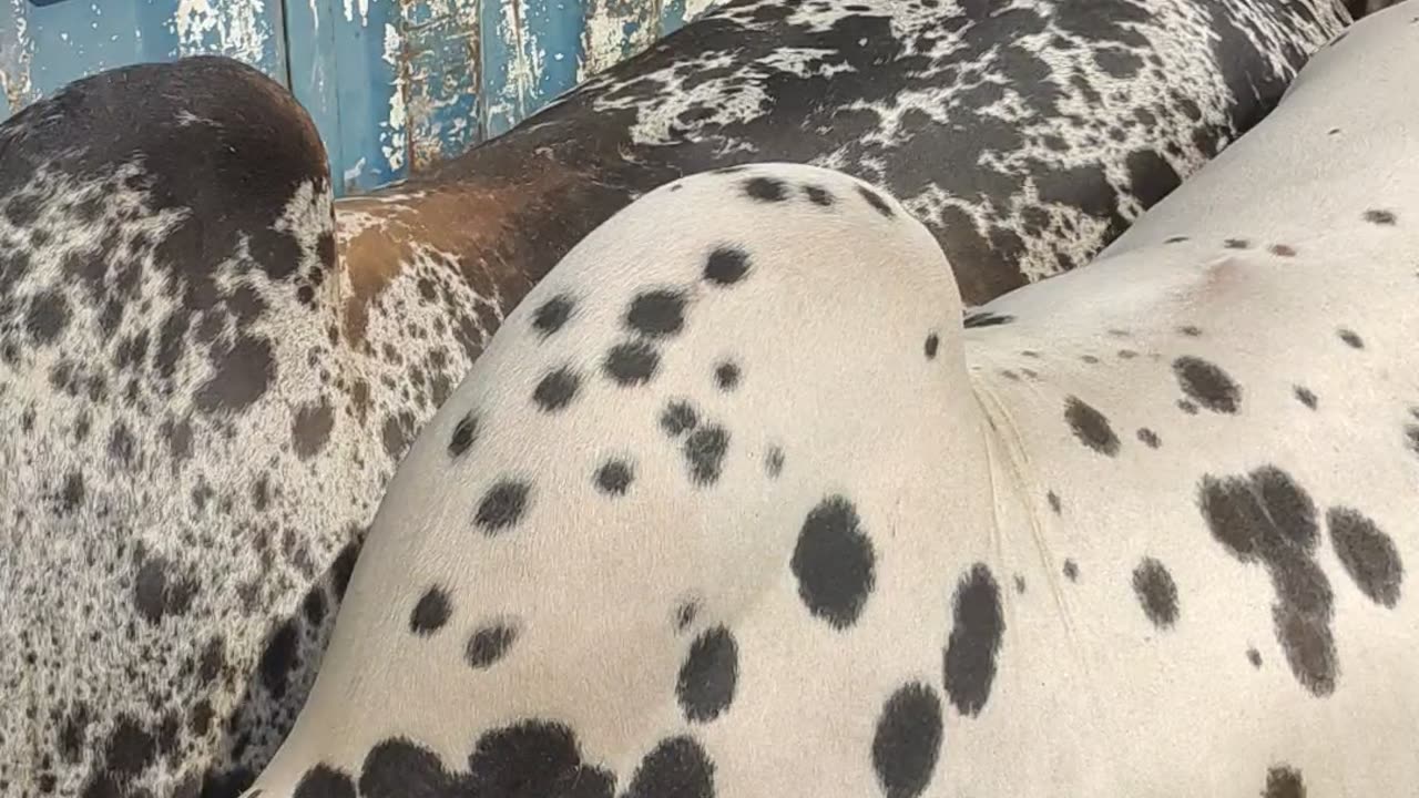 Defance mandi karachi