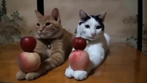 The most well trained cats ever,