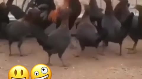 Please somebody told male hen what to do