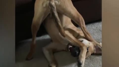 look at this! funny videos for you to have fun, part #1