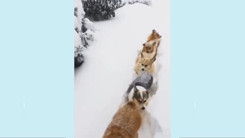 Husky dogs rip off snow