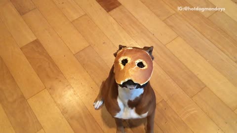 Dog wears pancake mask